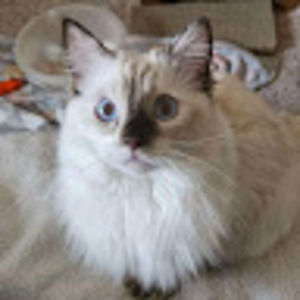 Meet your Posher, Lily
